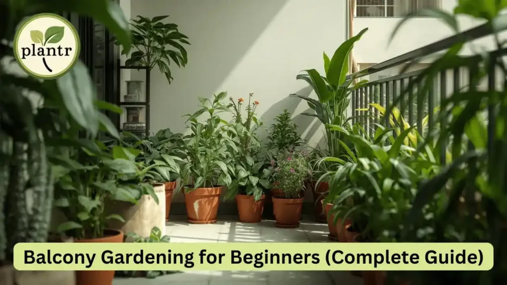 Balcony Gardening for Beginners