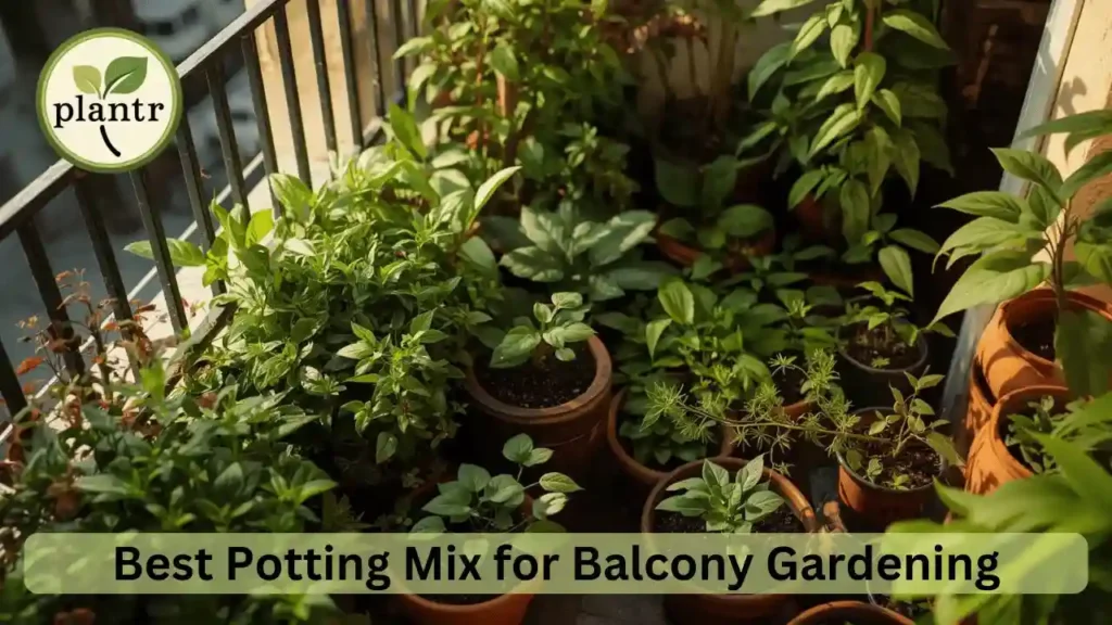 Best Potting Mix for Balcony Gardening