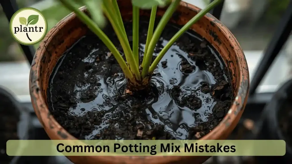 Common potting mix mistakes made in balcony gardening