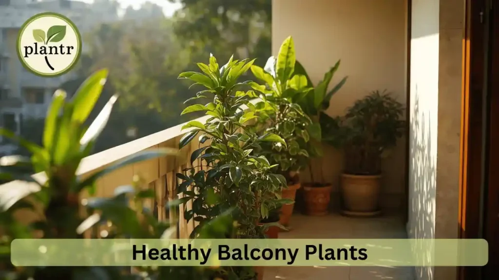 Healthy balcony plants growing in proper potting mix