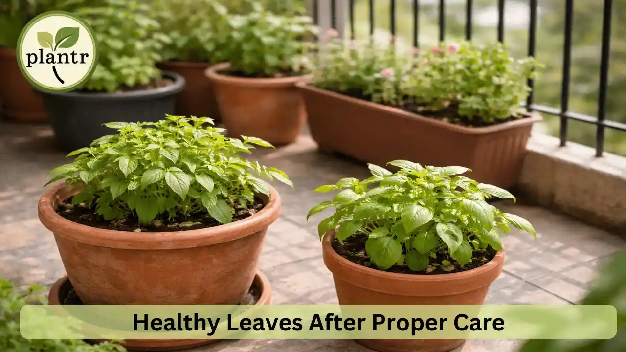 Healthy green plant leaves after fixing yellow leaf problems