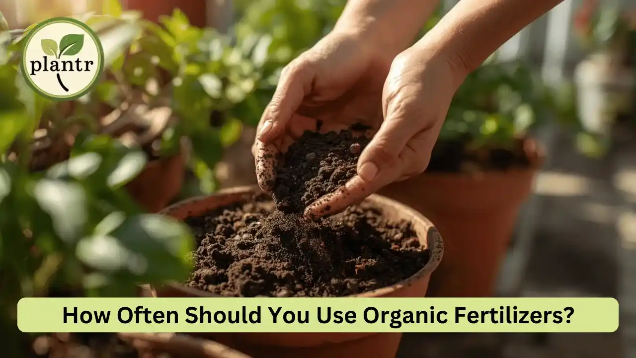 How Often Should You Use Organic Fertilizers