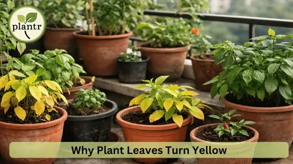 Why plant leaves turn yellow in home garden pots