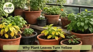 Why Plant Leaves Turn Yellow and How to Fix It