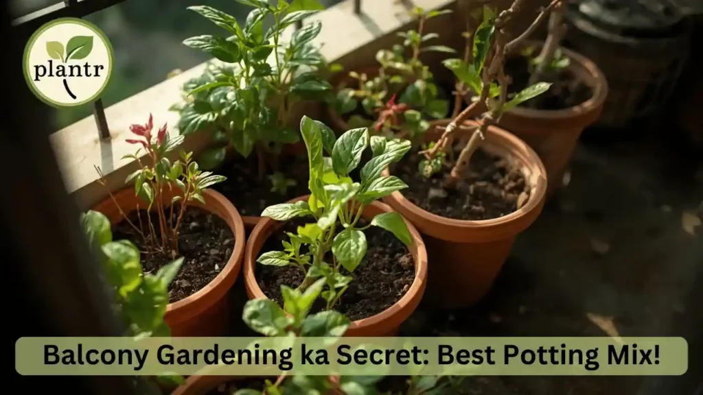 balcony garden ka secret best poting mix