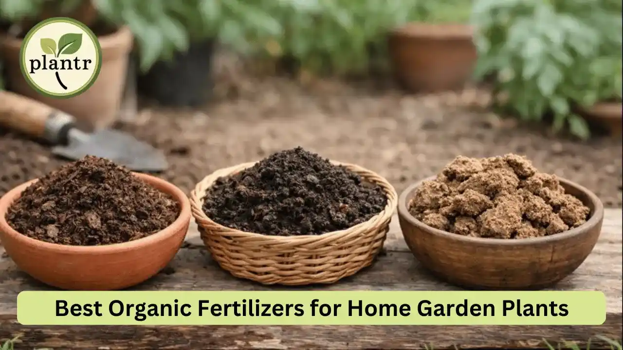 best organic fertilizer for garden plants