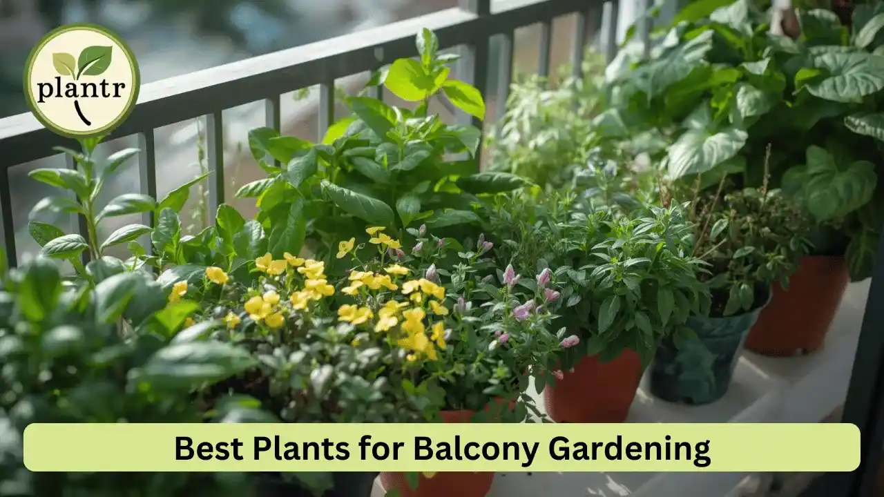 container gardening for beginners using pots and grow bags