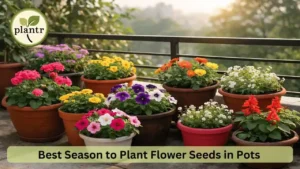 Best Season to Plant Flower Seeds in Pots