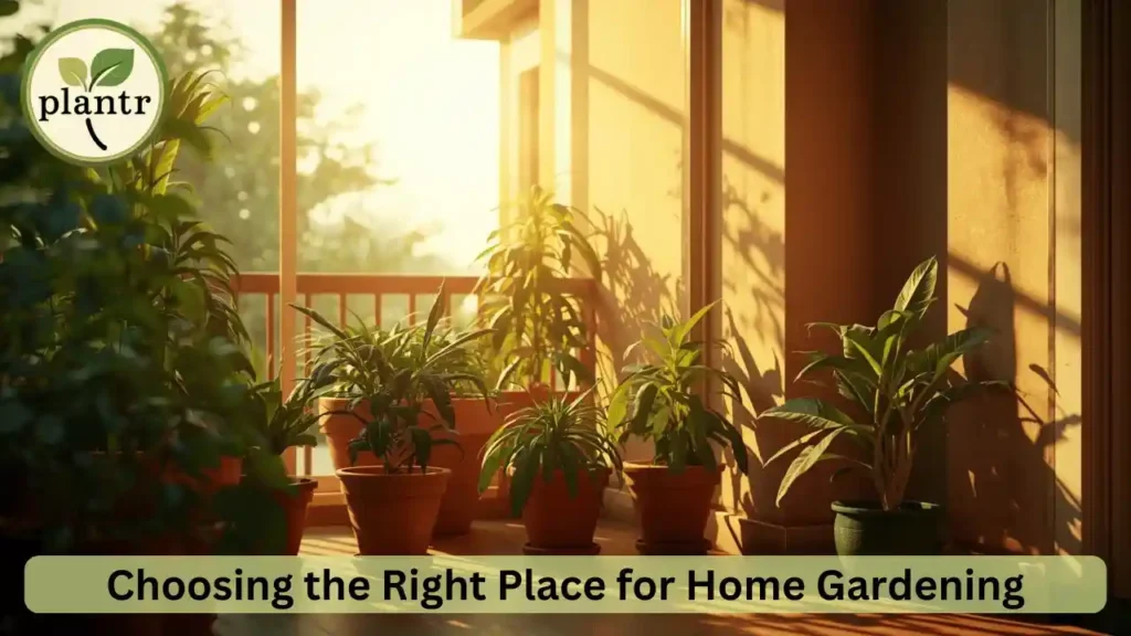 choosing the right place and sunlight for home gardening