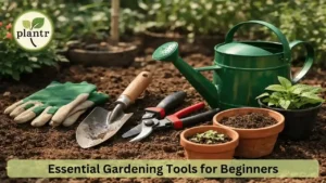 Essential Gardening Tools for Beginners