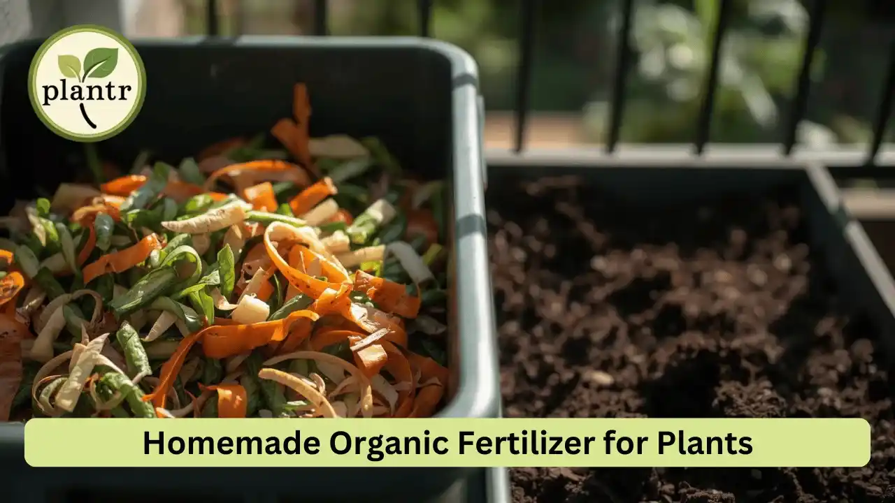 homemade organic fertilizer for plants kitchen waste composting for plants