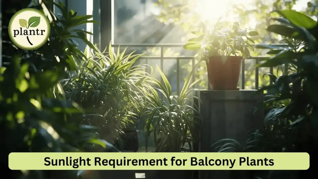 how much sunlight needed for balcony plants