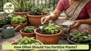 How Often Should You Fertilize Plants?