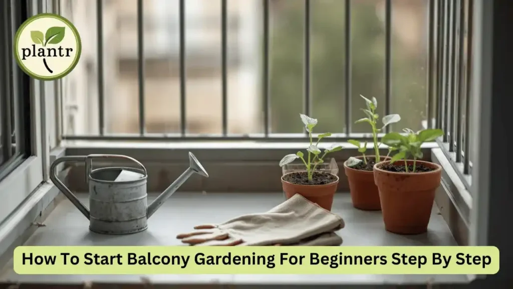 how to start balcony gardening for beginners step by step