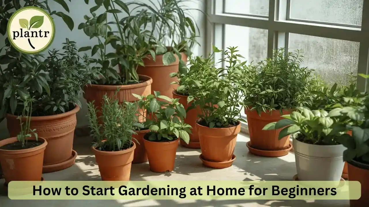 how to start gardening at home for beginners with potted plants