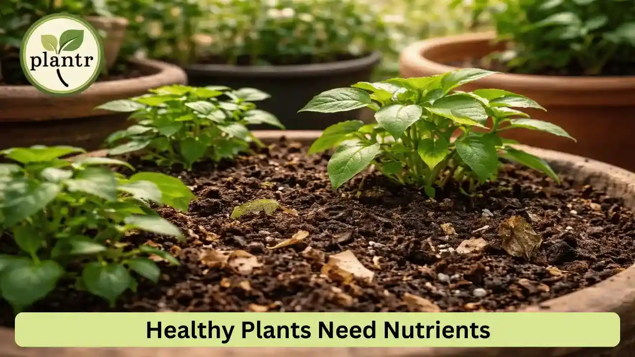 importance of fertilizing plants for healthy growth