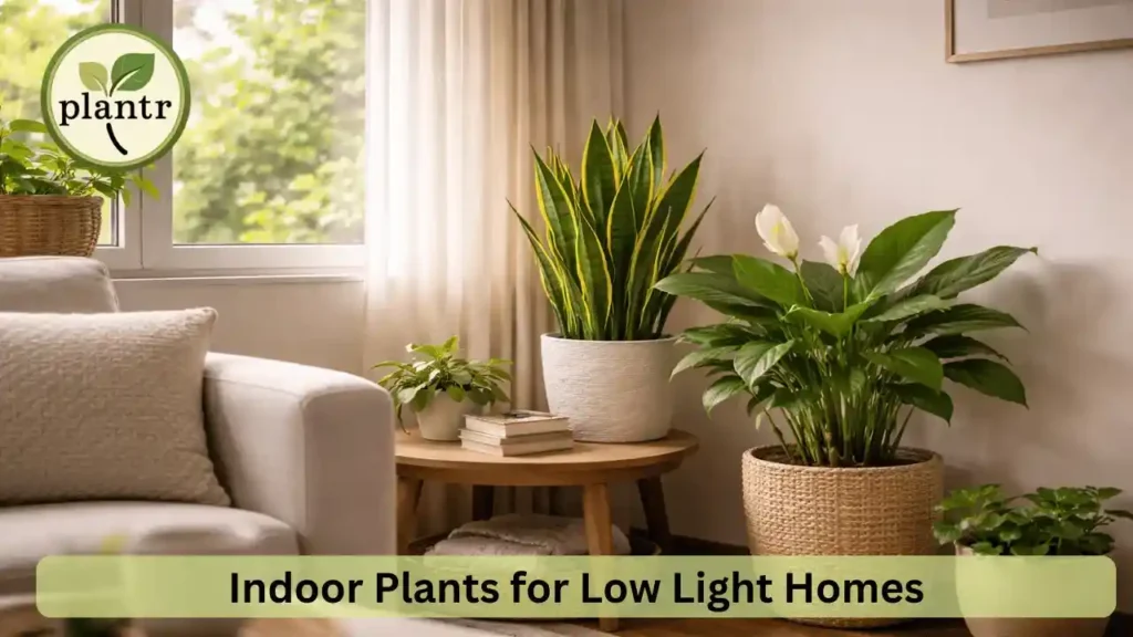 low light indoor plants for Indian homes