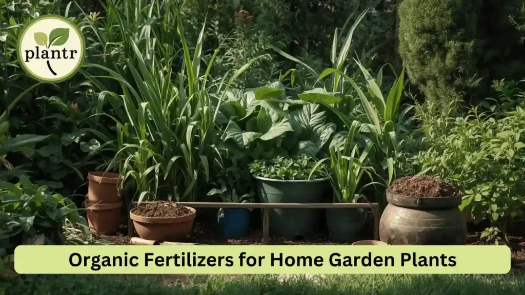 organic fertilizers for home garden plants