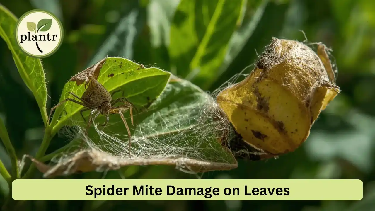 spider mites on plants natural treatment