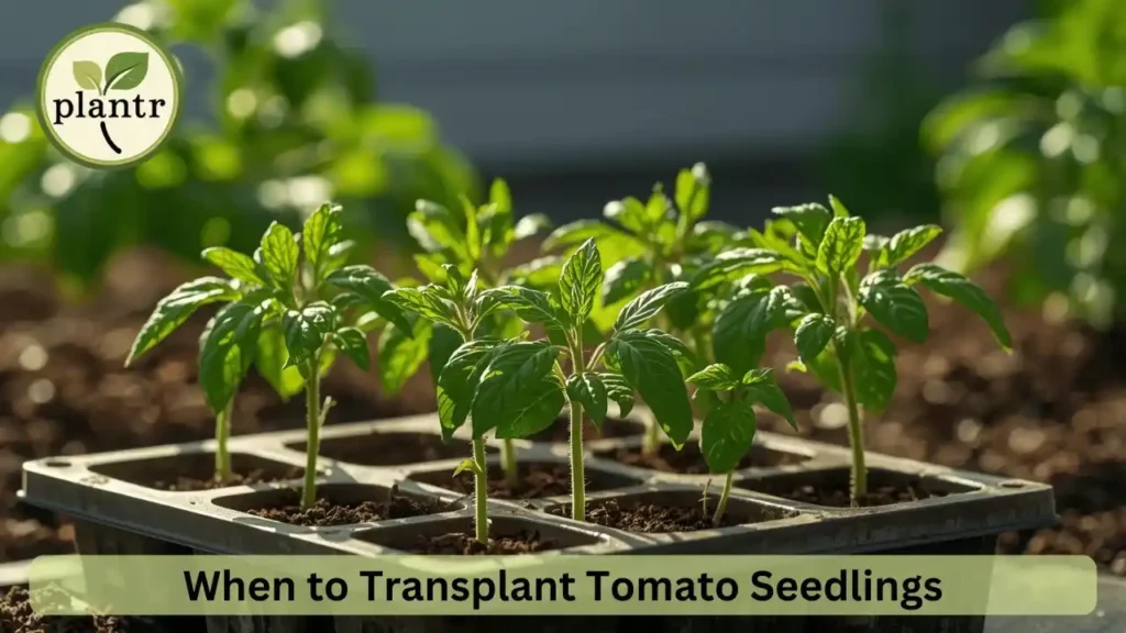 tomato seed germination time India