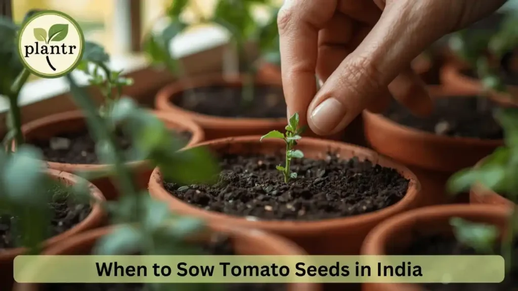 when to sow tomato seeds in India