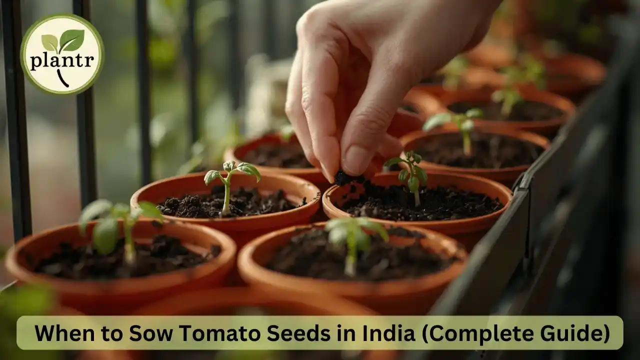 when to sow tomato seeds in India a complete guide