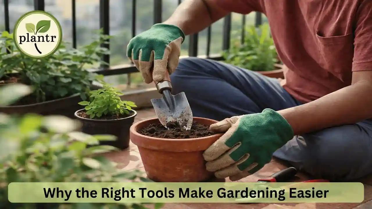 Why Gardening Tools Matter for Beginners
