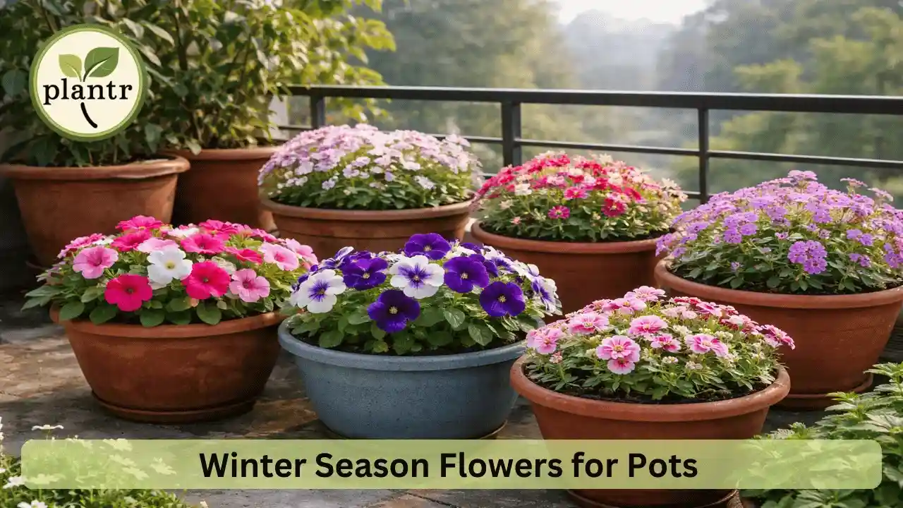 winter season flowers for pots