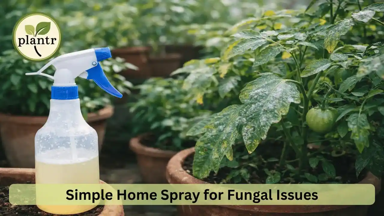 Baking soda spray method for controlling fungal problems in plants