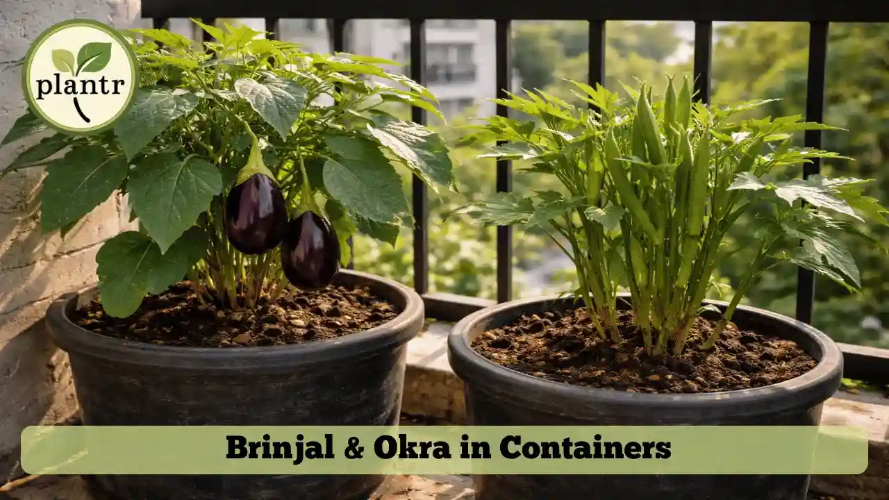 Brinjal and okra plants growing in containers on a sunny balcony garden