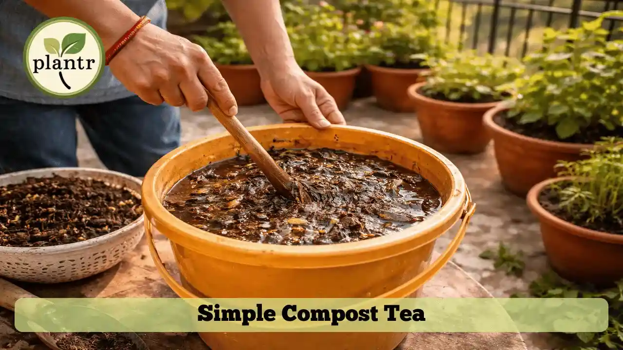 Compost tea for plants being prepared in a bucket for natural garden feeding