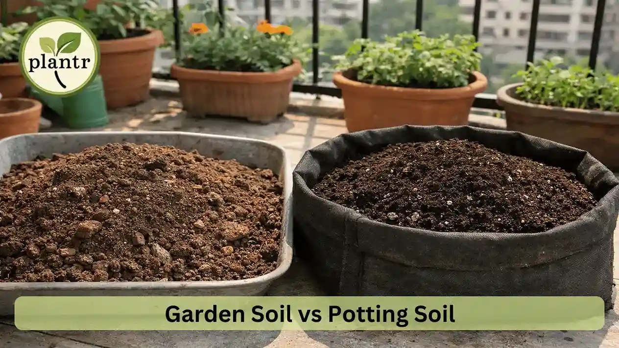 Difference Between Garden Soil and Potting Soil