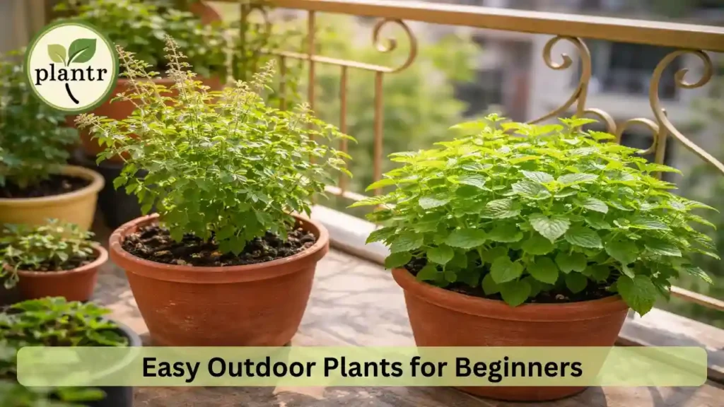 Easy Outdoor Plants for Beginners