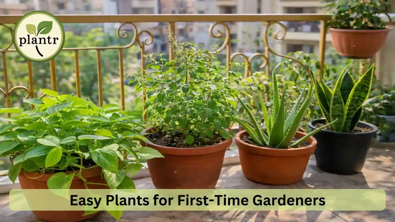 Easy Plants to Grow for First-Time Gardeners