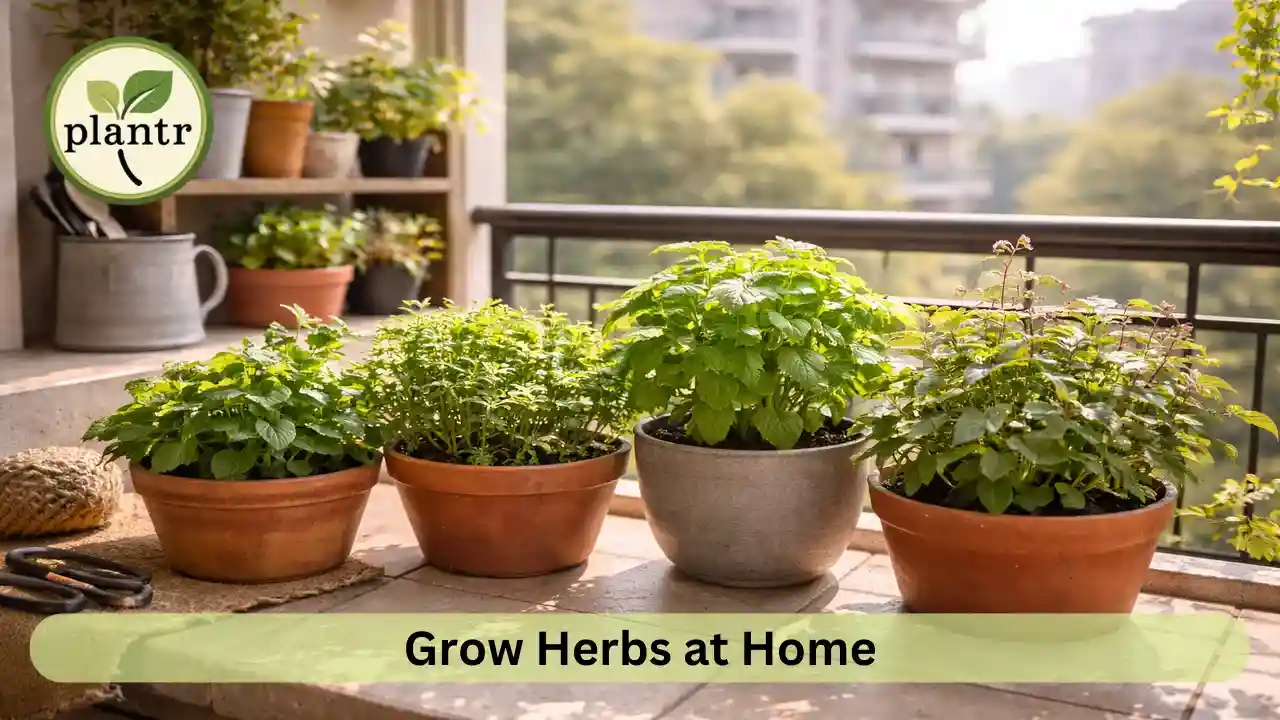 Growing herbs in small apartments using container gardening method