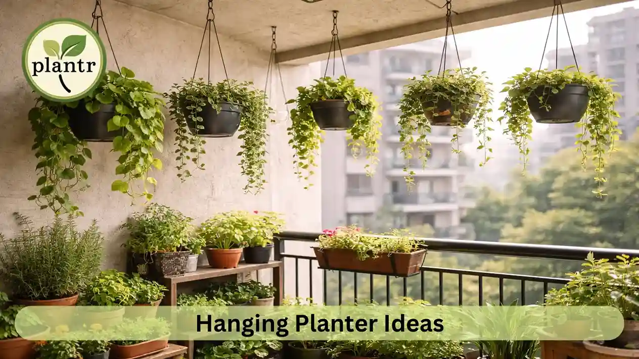 Hanging planters for small balconies with trailing decorative plants
