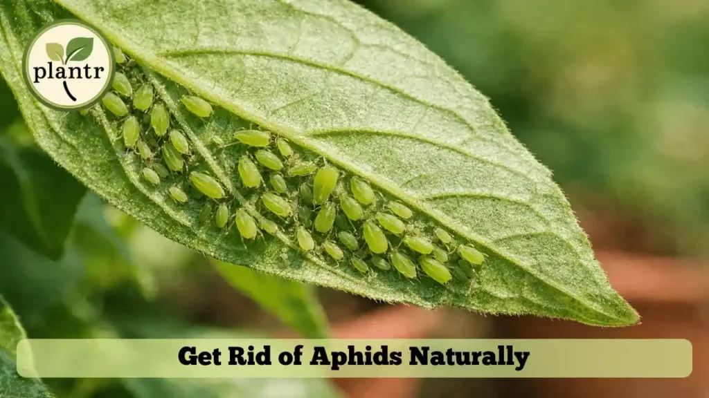 How to Get Rid of Aphids Naturally