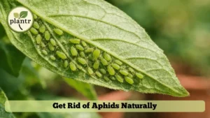 How to Get Rid of Aphids Naturally