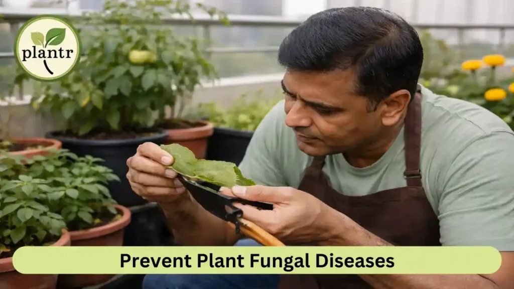 How to Prevent Fungal Diseases in Plants