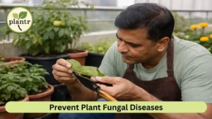 How to Prevent Fungal Diseases in Plants