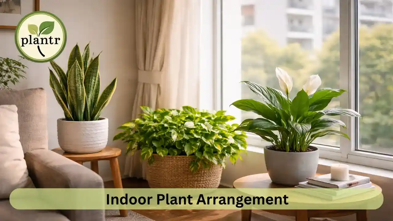 Indoor plant arrangement for apartments with low maintenance houseplants