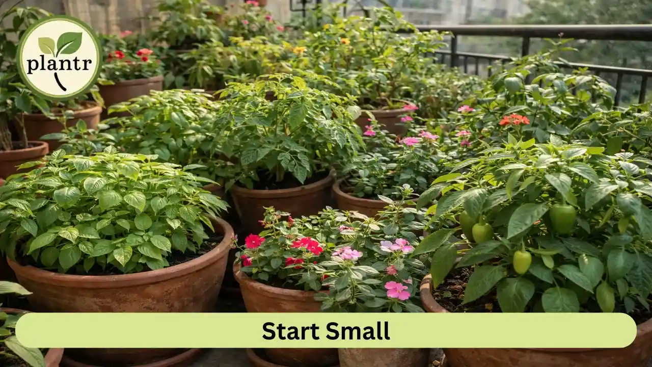 Overcrowded container garden showing common plant growing mistakes