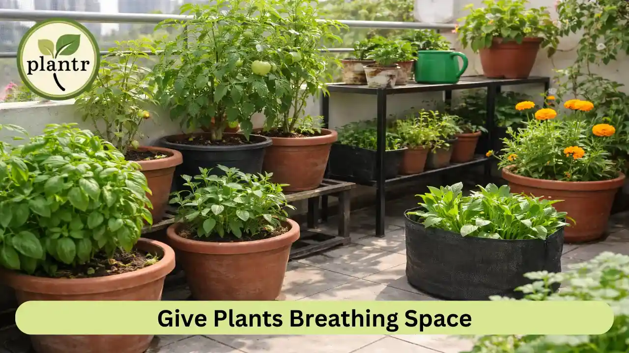 Proper spacing between potted plants improving air circulation to prevent fungal growth