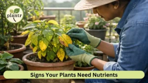 Signs of Nutrient Deficiency in Plants