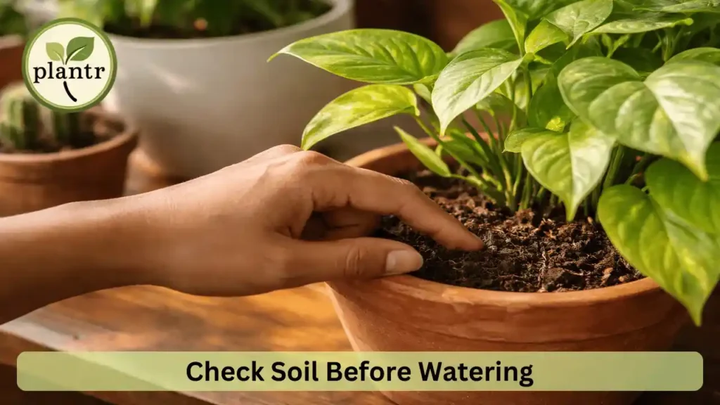 checking soil moisture to know when to water indoor plants
