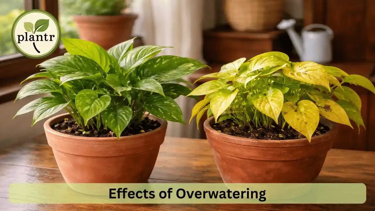 signs of overwatering indoor plants shown through yellow leaves