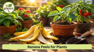 Banana Peel Fertilizer for Plants (Does It Work?)