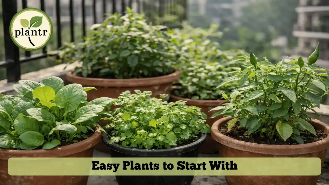 Beginner-friendly vegetables and herbs growing in pots in India
