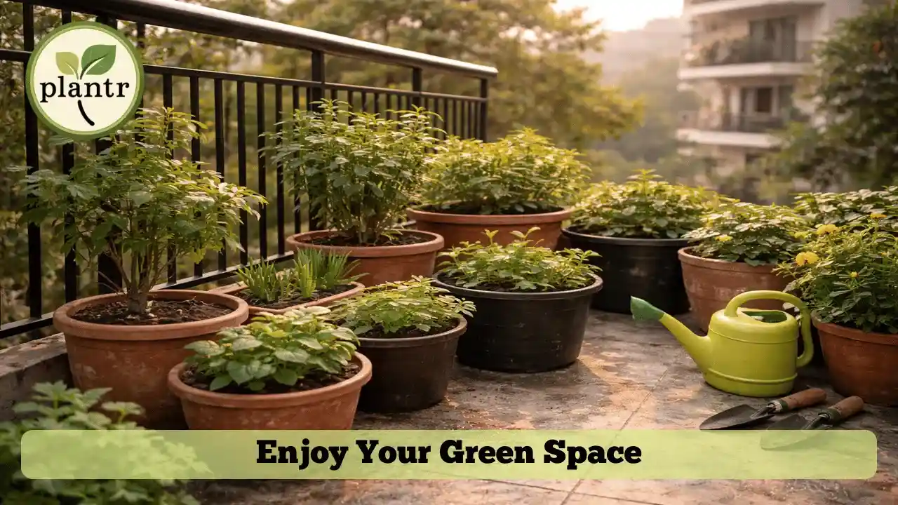 Peaceful home gardening setup in India with thriving container plants