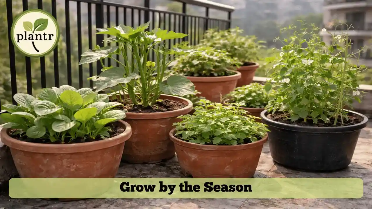 Seasonal vegetable gardening in India with different crops in pots